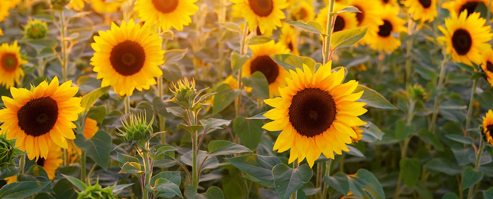 Processed Poultry Products